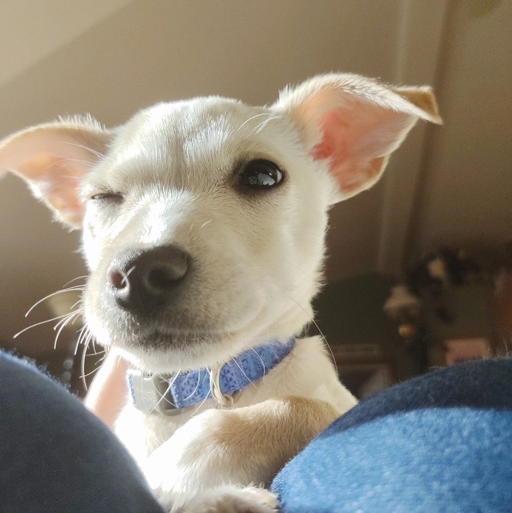 Meet your Posher, Meagan